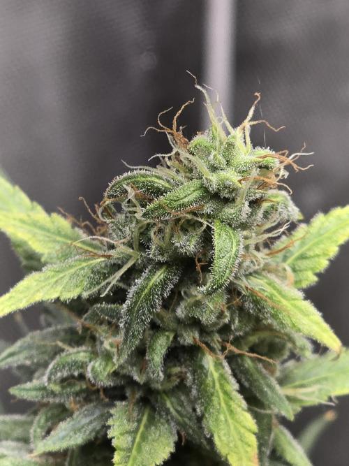 New grower new strains. Week 10