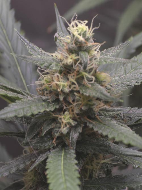 New grower new strains. Week 10 - Look at that