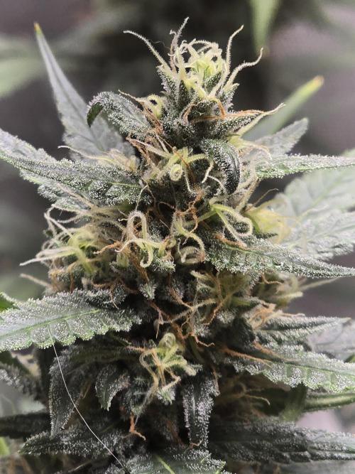 New grower new strains. Week 10 - The teeps are coming 