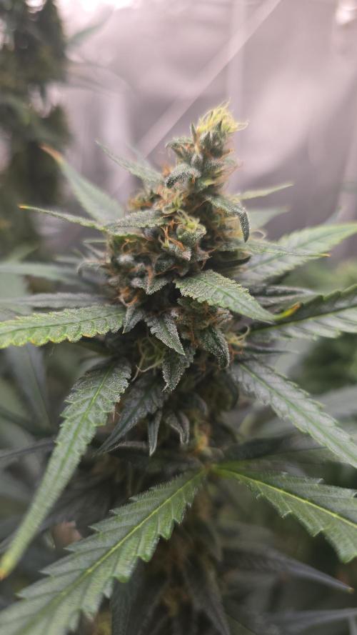 New grower new strains. Week 11