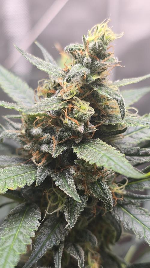 New grower new strains. Week 11