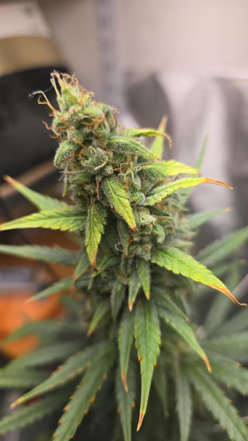 New grower new strains. Week 11 - So smelly