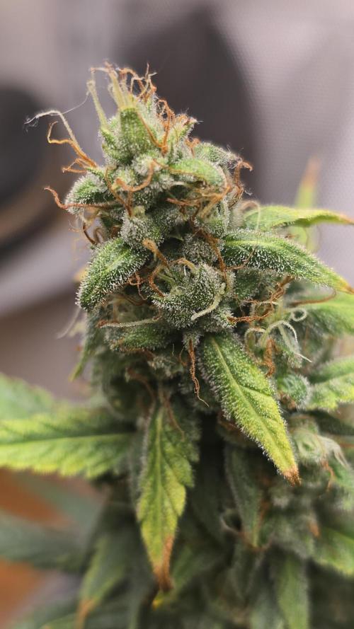 New grower new strains. Week 11 - Icky sticky 