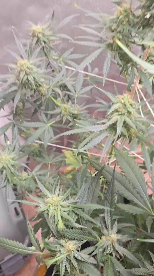 New grower new strains