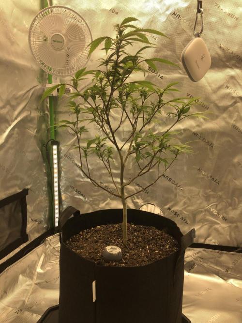 Gary Payton. Week 2 - Defoliated and lollipopped 