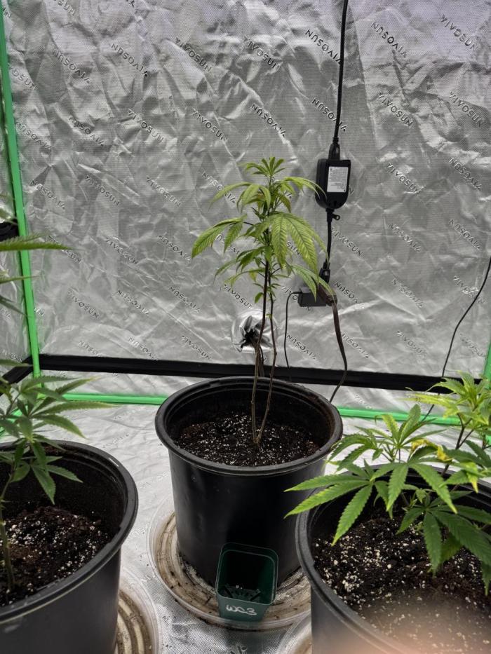 Christina  Yates. Week 4 - They’ve done great since being transplanted, I’m absolutely in love 