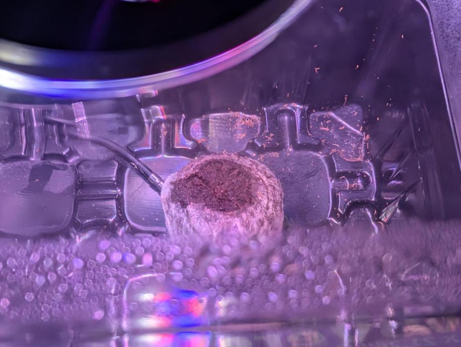 Gorilla Melon Pringlescup. Week 0