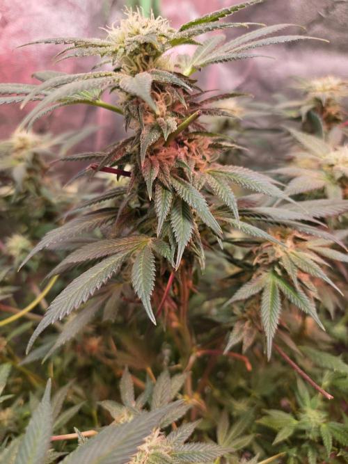 Indoor. Week 3