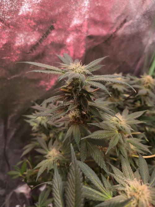 Indoor. Week 3