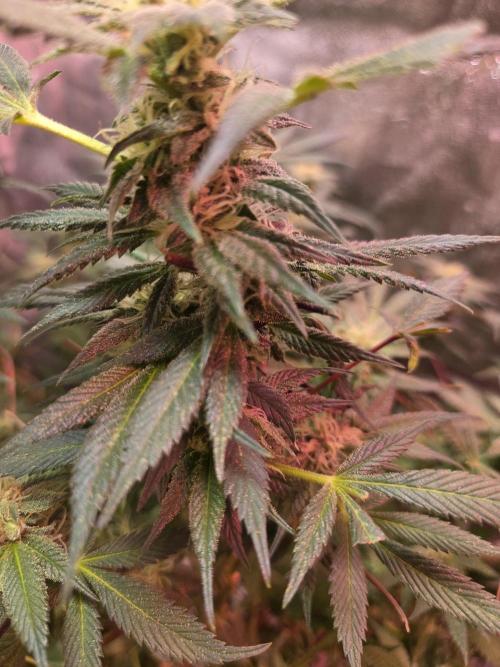 Indoor. Week 3