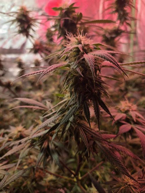 Indoor. Week 3