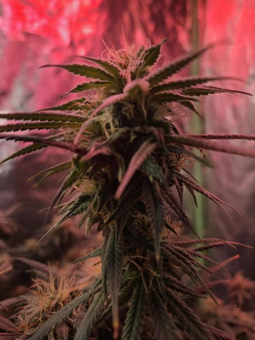 Indoor