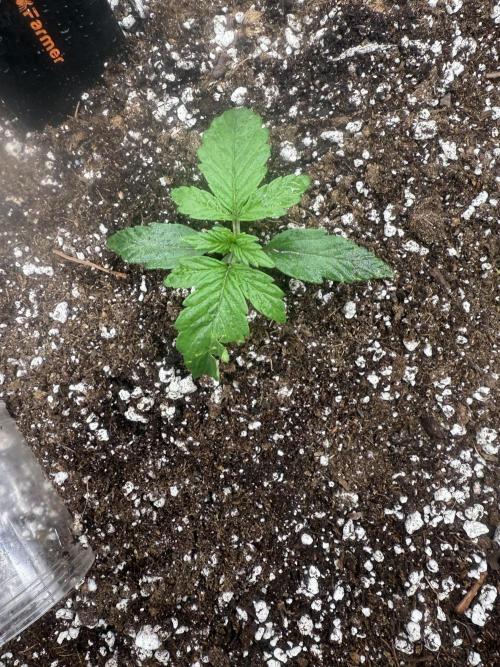 1ST Grow. Week 0