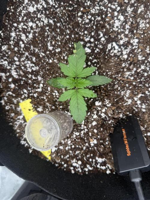 1ST Grow. Week 0