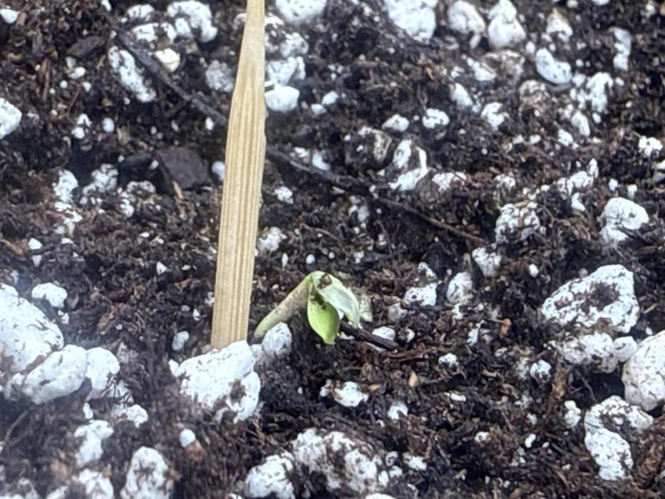 Wedding Cake-Seedman. Week 0