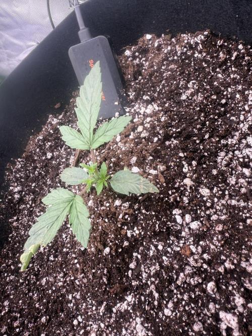 1ST Grow. Week 1 - Topping day