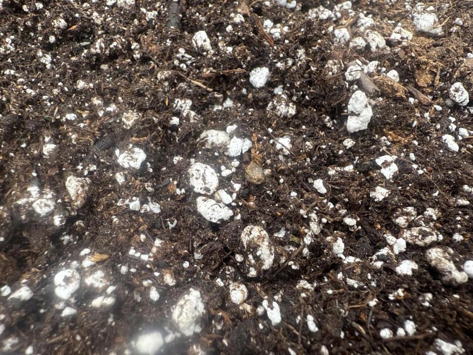 Gorilla Z- FastBuds420. Week 0 - Spot the seed!