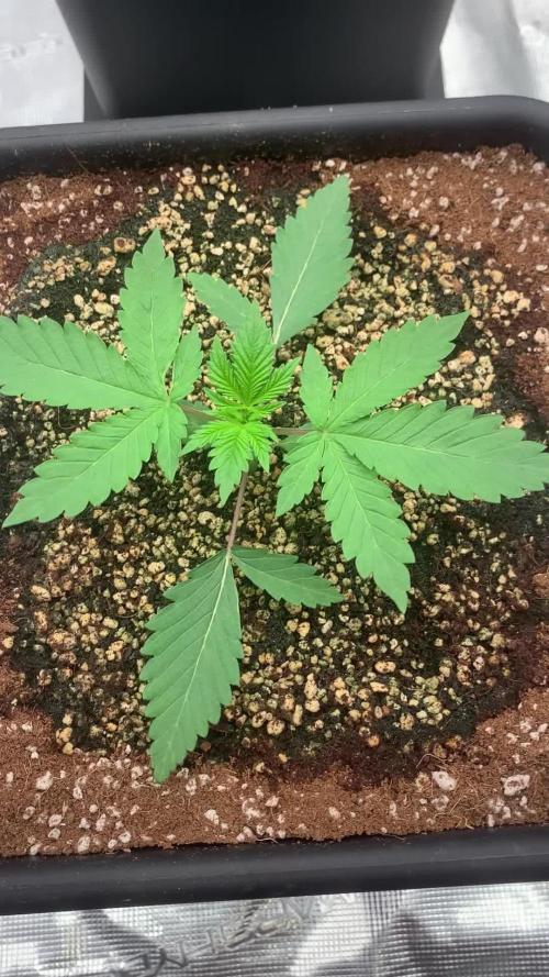 Solfire & CopyCat grow