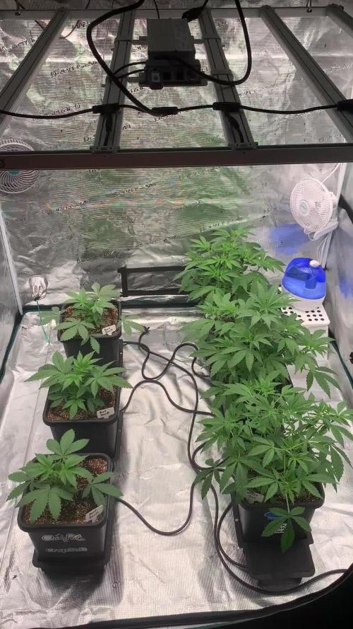 Solfire & CopyCat grow