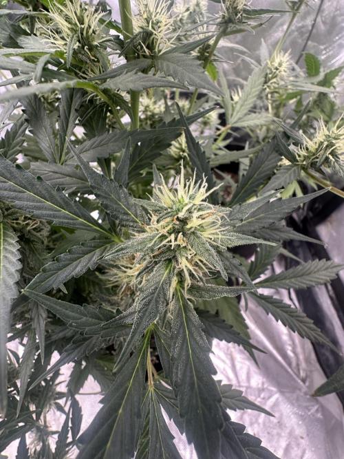 Big00Ze Buds. Week 9