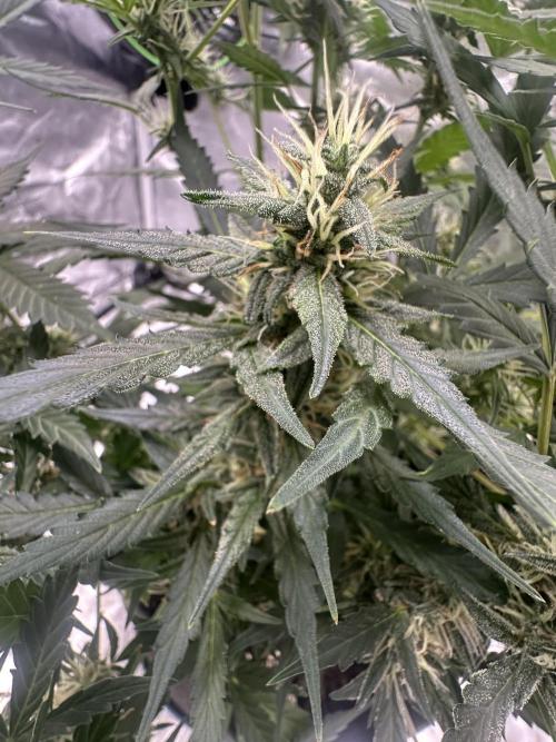 Big00Ze Buds. Week 9