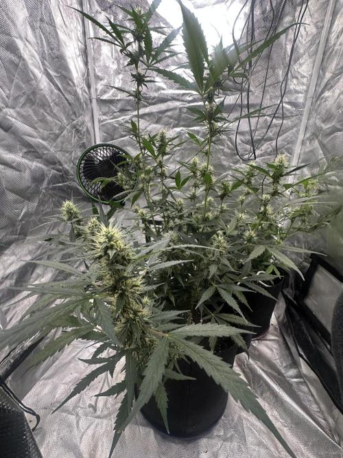 Big00Ze Buds. Week 9