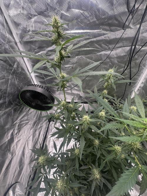 Big00Ze Buds. Week 9