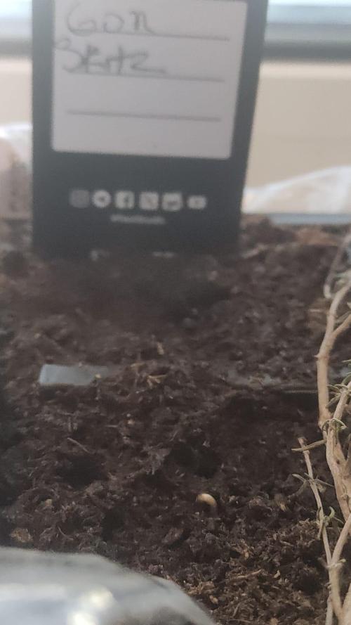 Birthday Grow Gorilla, zUP. Week 0 - Let's get going 
Day 3 since water then soil.