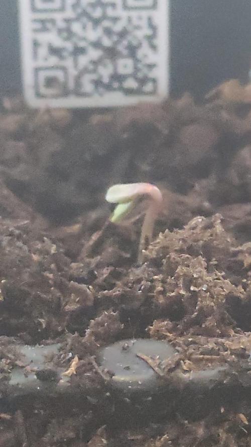 Birthday Grow Gorilla, zUP. Week 0 - Z-Up was first to crack and pushing her head up through the soil.