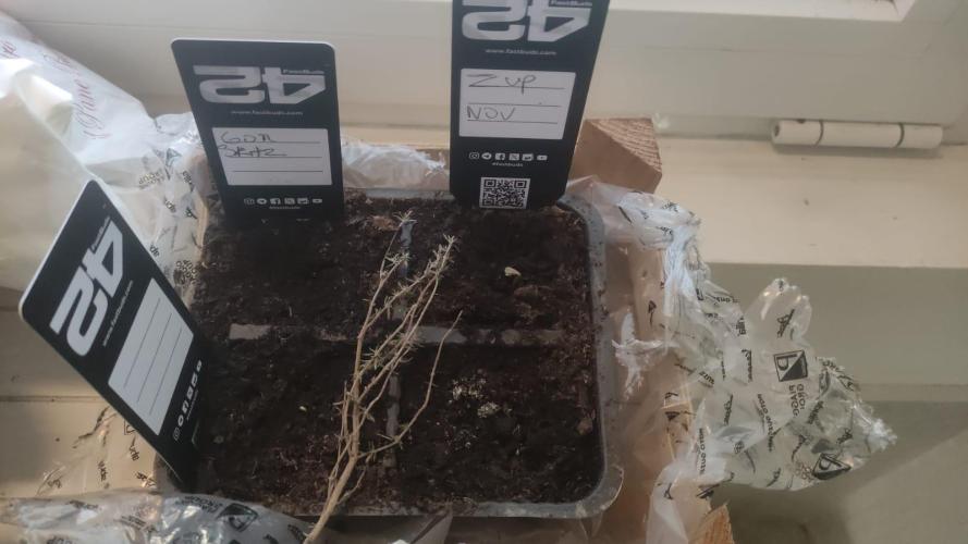 Birthday Grow Gorilla, zUP. Week 0 - Z-Up on the right and the gorillas on the left