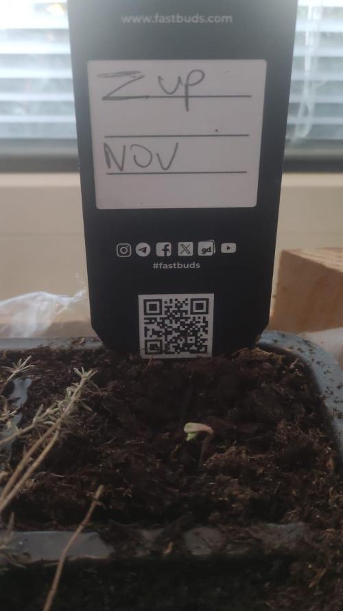 Birthday Grow Gorilla, zUP. Week 0 - Day three of the up, for now just water and as much light as possible, it's Nove