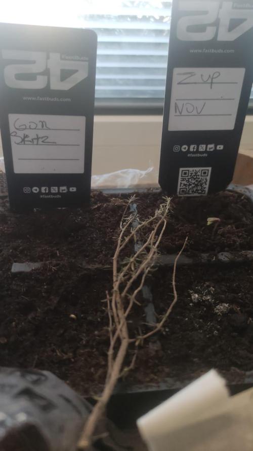 Birthday Grow Gorilla, zUP. Week 0 - The four seeds the group shot that's just a piece of thyme in the middle, becaus