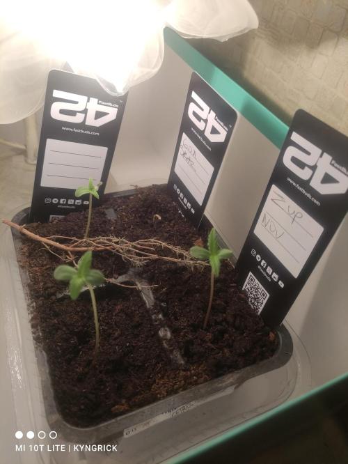 Birthday Grow Gorilla, zUP. Week 1 - Thought I had some lights , guess not.🙄. Anyways some days later..