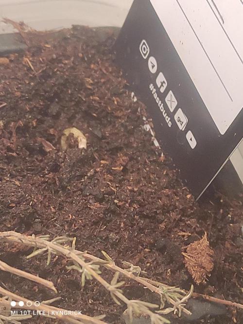 Birthday Grow Gorilla, zUP. Week 1 - The other gorilla Skitz looks like it was just waiting 🤣. Here she comes now.