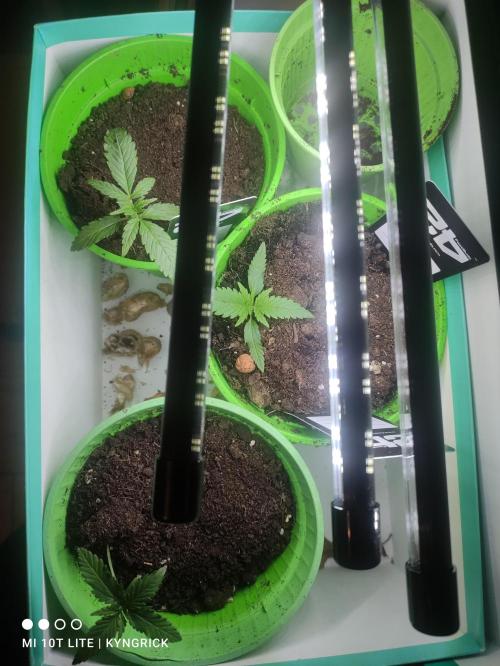 Birthday Grow Gorilla, zUP. Week 2 - Top shop day 15 since germination 