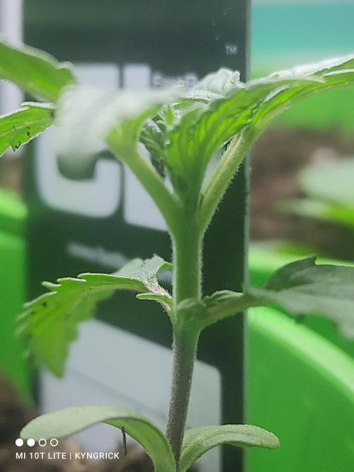 Birthday Grow Gorilla, zUP. Week 2 - Z-Up close up.