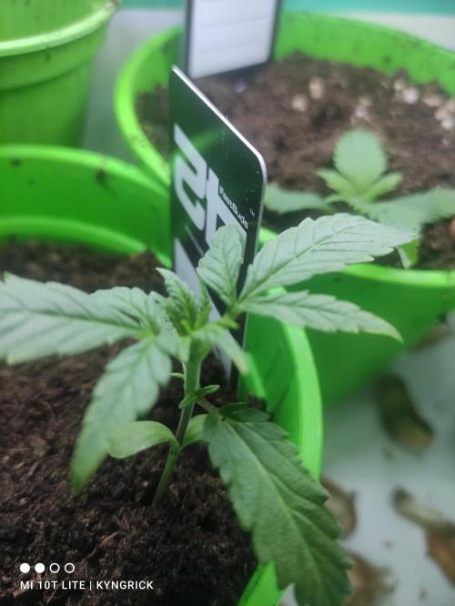 Birthday Grow Gorilla, zUP. Week 2 - Z-Up clearly the fastest 