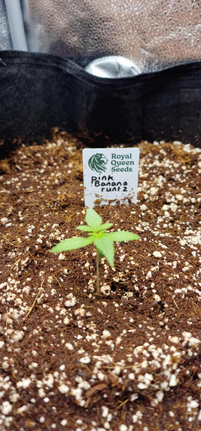 pink banana runtz. Week 1 - Week 1 day 2