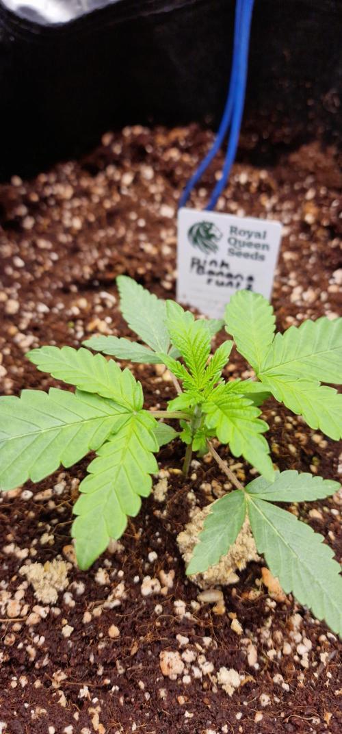 pink banana runtz. Week 2 - Week 2 Day 1