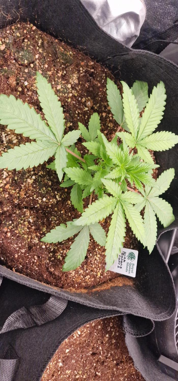 pink banana runtz. Week 3 - Week 3 day 1