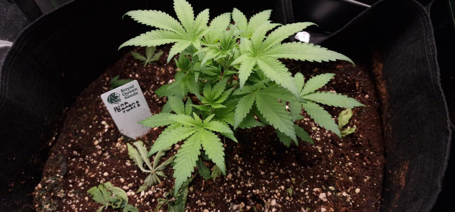 pink banana runtz. Week 4 - Will see how they look at end of week for may veg for longer for bigger yields