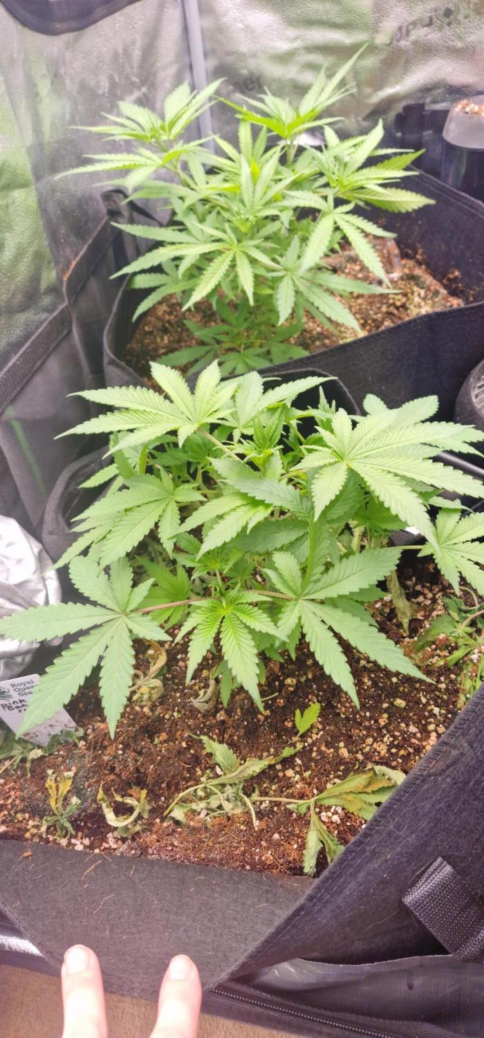 pink banana runtz. Week 5