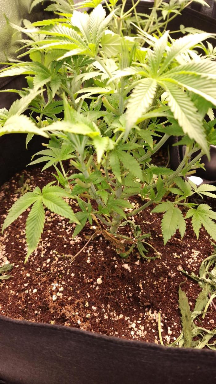 pink banana runtz. Week 6 - Week 6 day 1