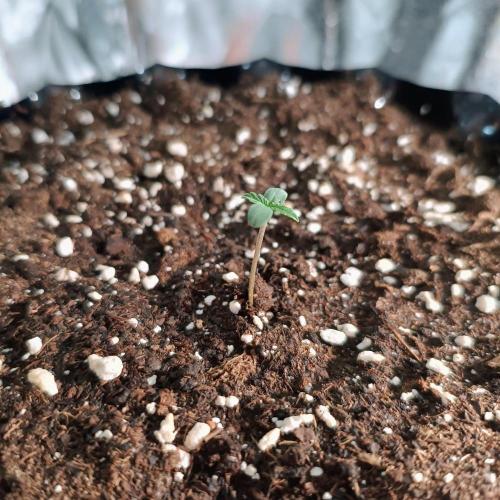Break-up Cake AUTO 2x - beginner grow. Week 0 - Left pot