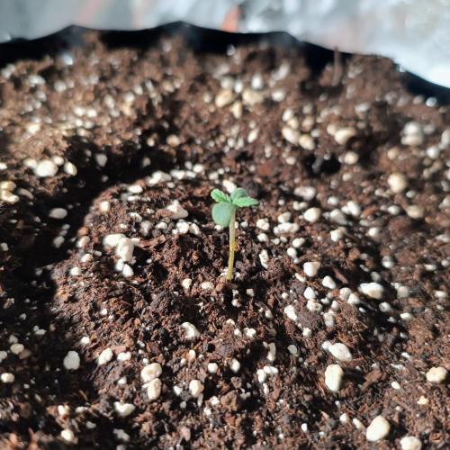 Break-up Cake AUTO 2x - beginner grow. Week 0 - Right pot