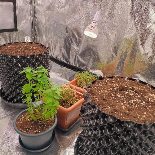 Break-Up Cake Auto. Week 0