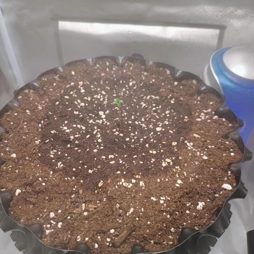 Milky Way F1. Week 0
