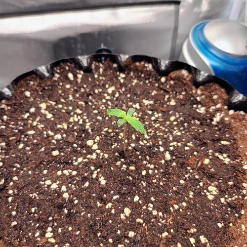 Milky Way F1. Week 1