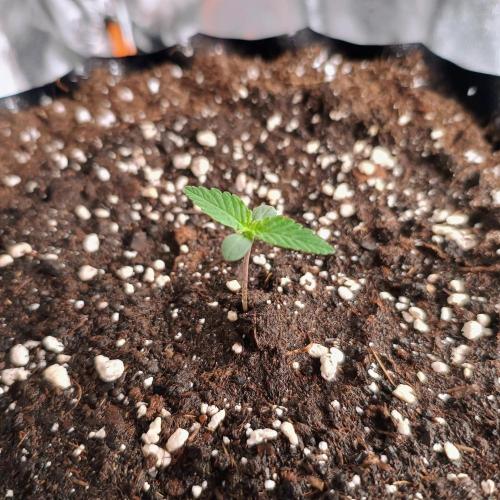 Break-up Cake AUTO 2x - beginner grow. Week 1 - Left pot