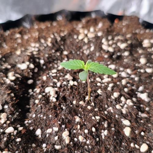 Break-Up Cake Auto. Week 1